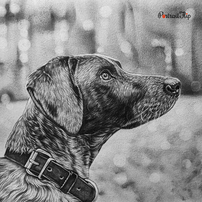 Dog charcoal pet portrait drawn in profile wearing a leather collar